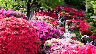 根津神社でツツジが見頃