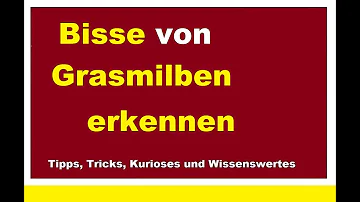 Wie sehen Grasmilben beim Menschen aus?