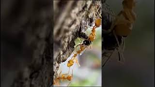 Weaver Ants Eating A Bee