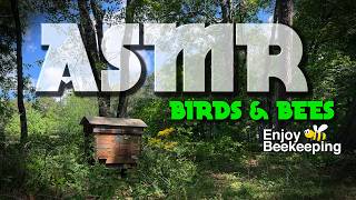 ASMR Real Bees Buzzing at Hive + Birds Chirping Spring Nature Sounds (No Talking, No Music)