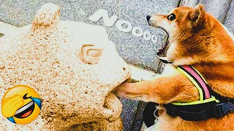 Video 10226821: cat dog cartoon funny, laugh pets