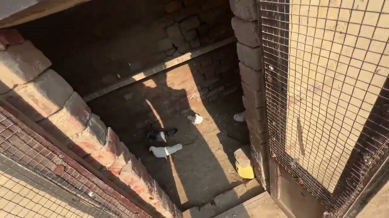 ਅੱਜ ਵੀ ਆਪਾ ਦੋ ਬੁੱਚੇ ਉੱਡੇ 🕊️॥ ਇਕ ਵੁੱਡਾ ਬੱਚਾ ਵਾਪਸ ਵੀ ਅਇਆ 🕊️॥ ਸਾਮ ਨੂੰ ਹੈਪੀ ਫੜਾ ਕੇ ਗਿਆ ॥ ਦੋਖੇ ਵਿਡਿਉ 🙏🏻॥ 