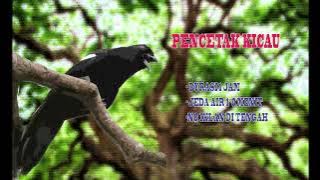 Masteran Tembakan Burung Tangkar Kambing suara kunti kasar kw2 ( Black Magpie )