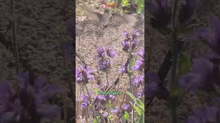 White-lined Sphinx Moth and Hummingbird visiting Sage flowers