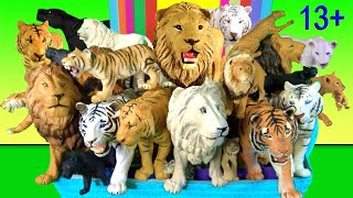 Indian animals - Bengal Tiger, Lion, Leopard, Snow Leopard, Clouded Leopard, Lynx - Big Cat Week 13+