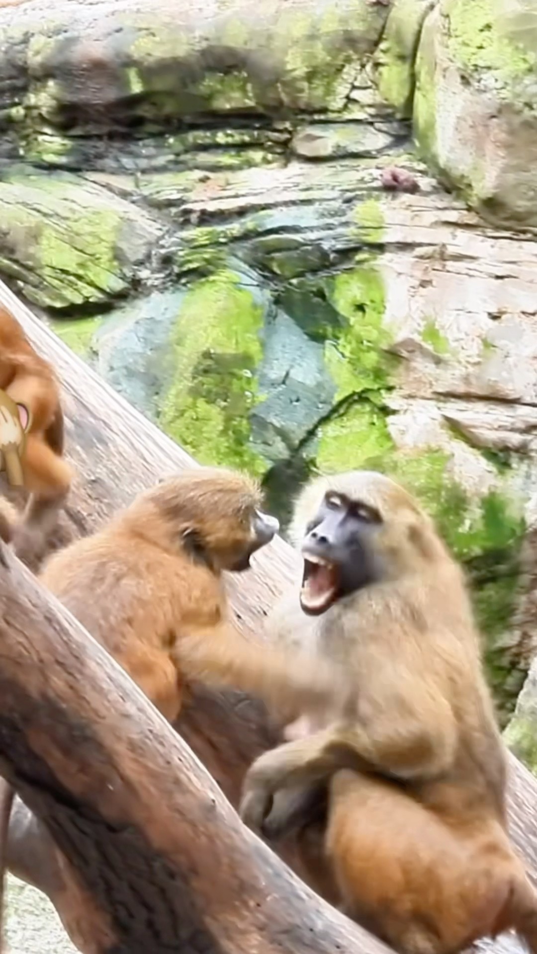 Misunderstanding Between Monkeys