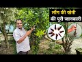 लौंग की खेती की पूरी जानकारी | Laung ki kheti kaise karen | How to Cultivate Cloves | Clove farming