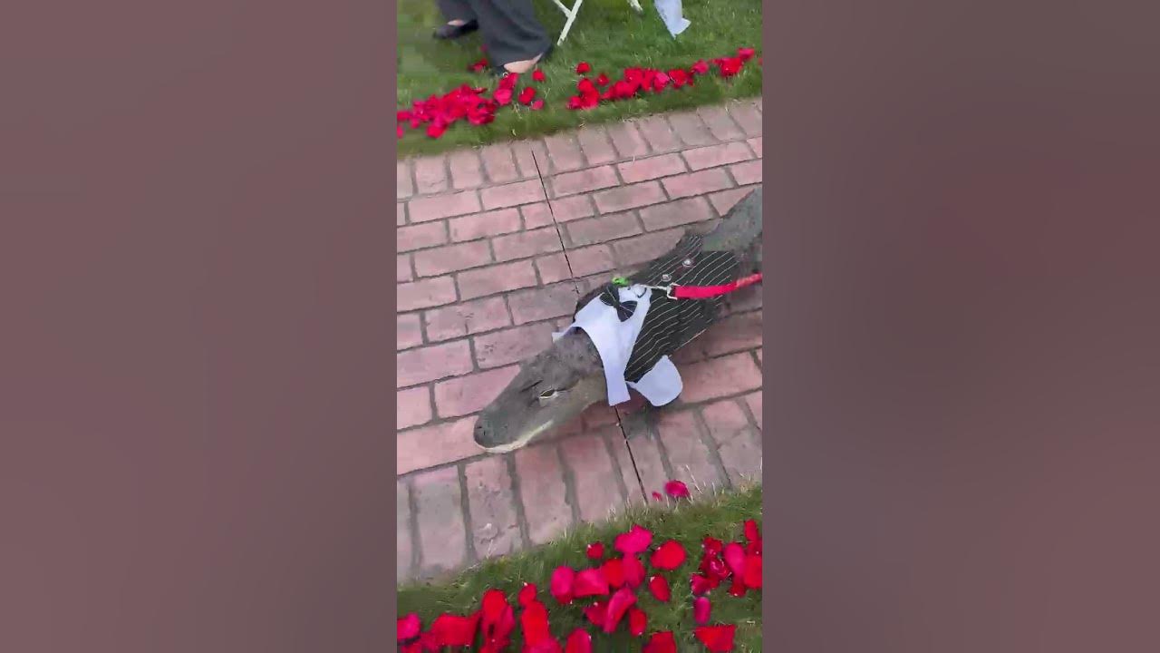 Wally the Alligator walks down the aisle