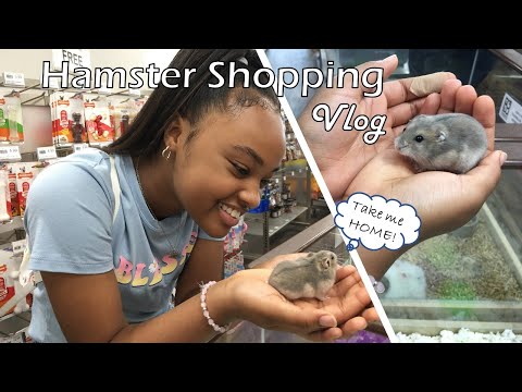 Video I bought a pet hamster | Getting my first pet - youtube