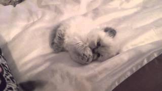 Blue point Himalayan kittens playing