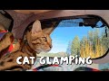 Our first spring picnic with our bengal cat and rescue dog  ep 19