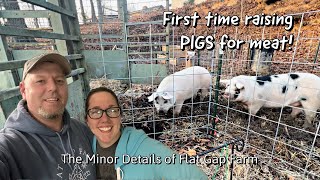 First time raising PIGS for MEAT...Farm to Table News