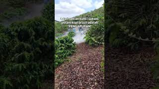 Selain sistem pagar, pengapuran juga kunci utama meningkatkan produktivitas tanaman kopi.