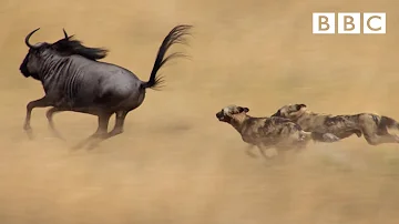 The power of the pack! Wild dogs' AMAZING relay hunting strategy | Life Story - BBC