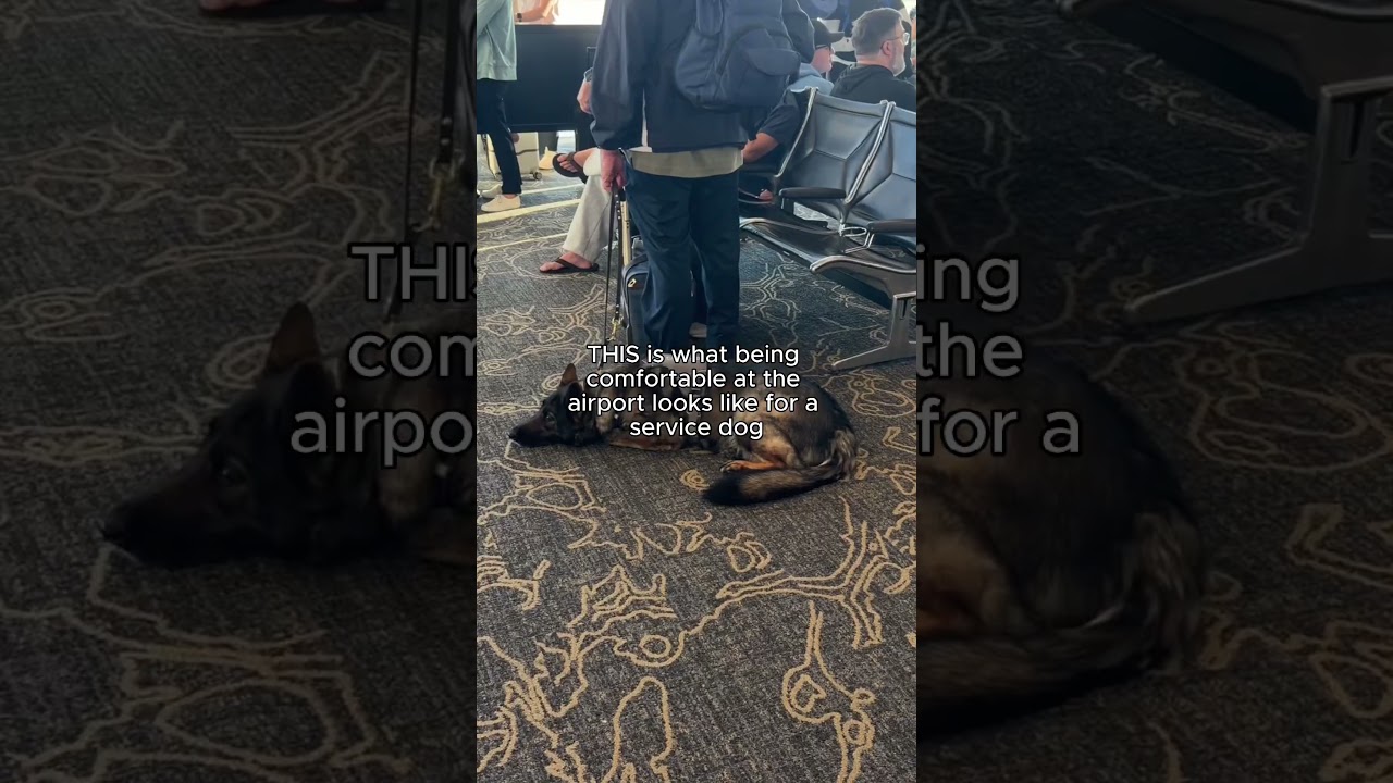 Service Dogs at the Airport!