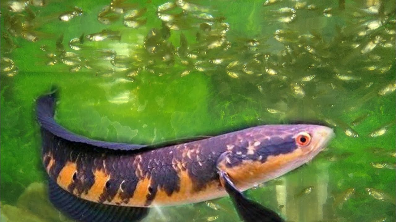 Kasih makan ikan  CHANA MARU snakehead pake ikan cere  YouTube