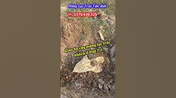 Giao cây giống măng lục trúc tận nhà cho khách ở Việt Trì