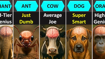 How Smart Are These Animals Really? | Animals Intelligence Comparison