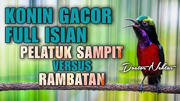 🔵ROLL TEMBAK KONIN GACOR FULL ISIAN PELATUK SAMPIT VS RAMBATAN COCOK BUAT MASTERAN KOLIBRI PASTOL