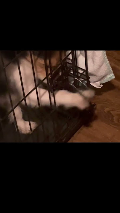 Puppy can let himself out! Watch this! #shadydog #smartdog #puppies #animals #crate #opprn #music