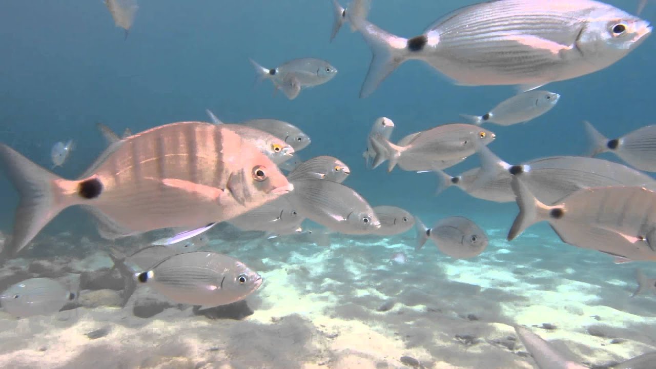 scuba diving Playa Blanca / Lanzarote 2013 YouTube