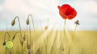 Beautiful Relaxing Ambient Music for Meditation, Yoga, Spa, Studying, Sleeping. Amazing Nature Photo screenshot 5