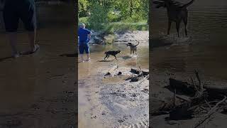 Harley &amp; Brody Weiko Dog Beach 9 6 21