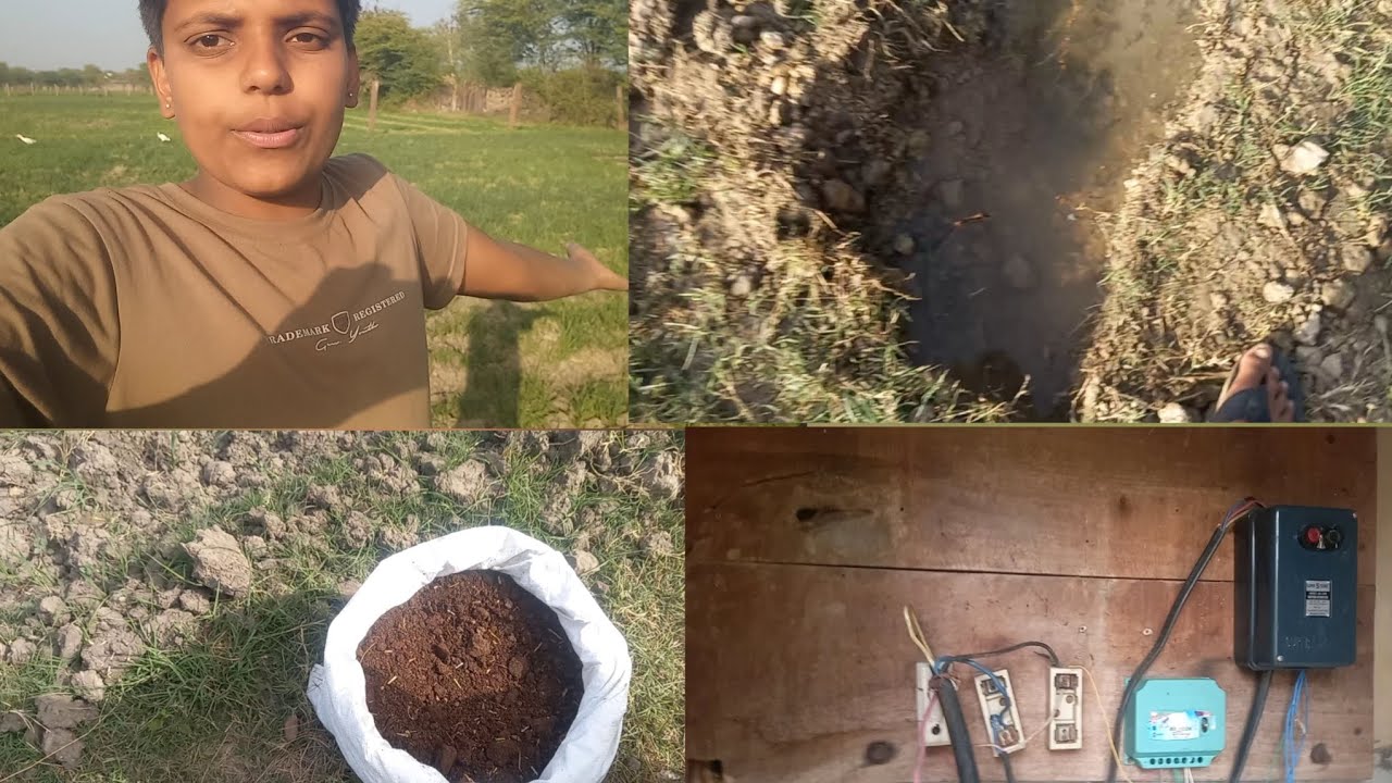 गेहूं के खेत में देसी खाद का छिड़काव  🚩🚩💐