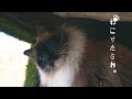 猫のためにDIYした秘密基地で楽しく遊ぶ【猫と暮らす】