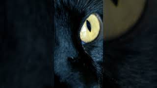 Black Cat | Yellow Eyes | Living Nature! 😼 #shorts