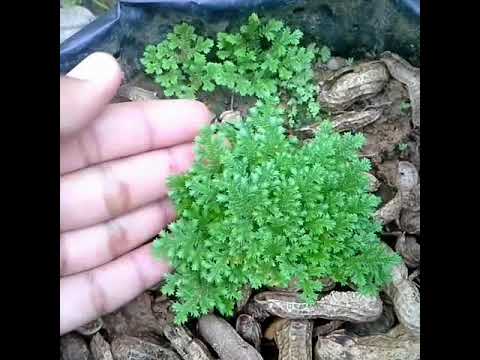  Tanaman Lumut Hias the ornamental moss di Tarakan 