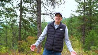 Explore Your Dream 20-Acre Property: Camping, Hunting, and Homesteading in Loon Lake, WA!