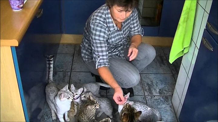 Video 11825991: mau kittens, kittens cattery