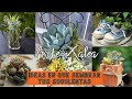 #IDEAS CURIOSAS EN QUE SEMBRAR SUCULENTAS .CURIOUS DEAS WHERE TO PLANT  SUCCULENTS #Garden#macetas