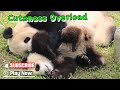 【Super Panda】Episode 362 Panda Babies Showing Their Endless Cuteness | iPanda