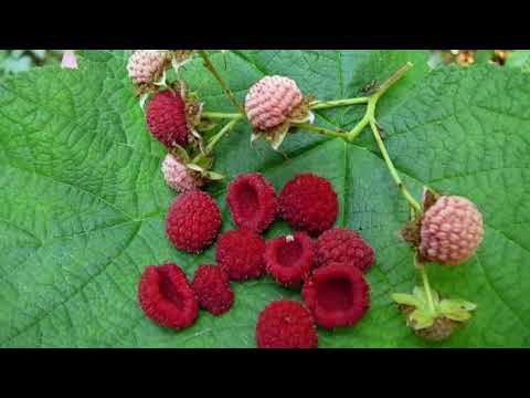 Vídeo: O rubus odoratus é comestível?