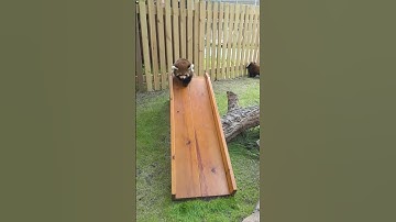 WOW!!! adorable red panda🍼🍼🍼 #amsr #foryou #ailurusfulgens #redpanda #fpy #zoo #cute