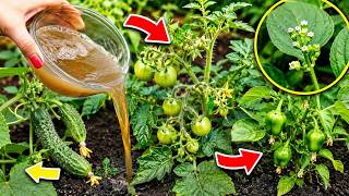 As Soon as Tiny Tomatoes, Cucumbers & Peppers Appear, Feed Them This to Double Your Harvest!