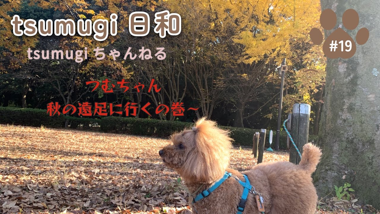 つむちゃん秋の遠足に行くの巻〜🍂　tsumugi日和 #19