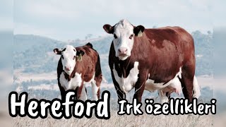 Hereford Cinsi İnek Irkının En Önemli Özellikleri Nelerdir? Resimi