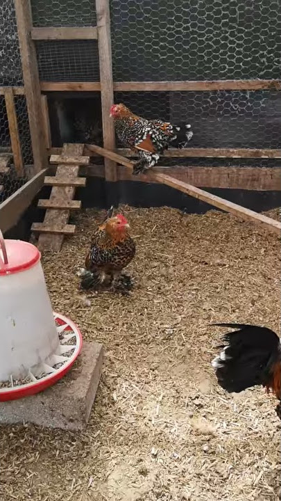 Booted Bantams - Type part 4 - Video 6