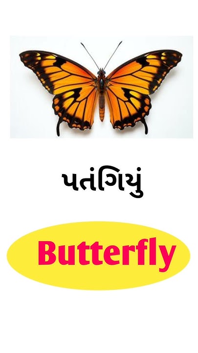 butterfly-meaning-in-gujarati-english-gujarati-dictionary-youtube