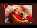 COMO DORMIR PERROS EN 5 MINUTOS🐶 MUSICA PARA PERROS / SLEEP MUSIC