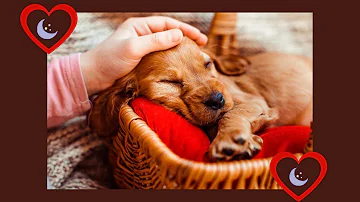 ¿Cómo hacer dormir a tu mascota?
