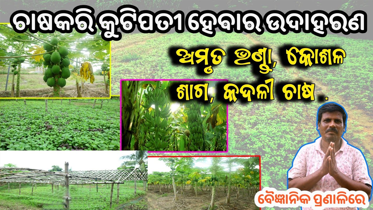 ବୈଜ୍ଞାନିକ ପଦ୍ଧତିରେ କୋଶଳା ଶାଗ,ଅମୃତ ଭଣ୍ଡା,କଦଳୀ ଚାଷ ll Benefits farming  Papaya,Saga chasa,red spinach