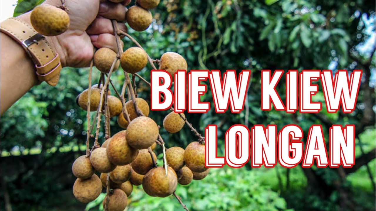 Biew Kiew Longan tree - YouTube