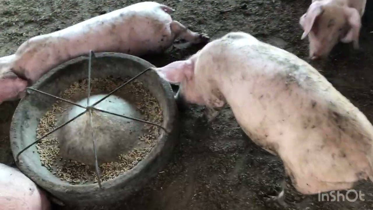 เลี้ยงหมูสูตรลดต้นทุนลูกหมูที่แม่พันธุ์กินหญ้าเนเปียร์