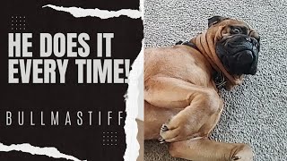 Bullmastiff Does This Like Clockwork! by Bullmastiff ND 598 views 1 month ago 1 minute, 42 seconds