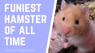 Cutest Animals Ever!!! Funny Compilation Of Hamster On Wheel