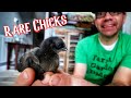 These FREAKY Ayam Cemani Chickens HATCHED! [Hatching Rare Eggs]